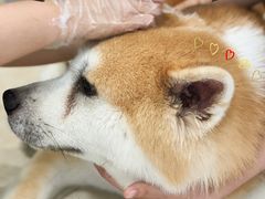 -美迦爱-动物医院·骨科·牙科·夜诊(朝阳路诊疗中心)