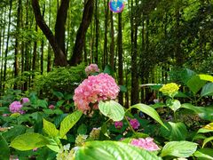 -上海共青森林公园