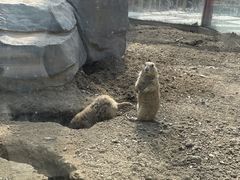 -合肥滨湖国家森林公园