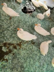 -七巧国萌宠乐园(龙湖天街店)
