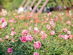 -上海滨江森林公园