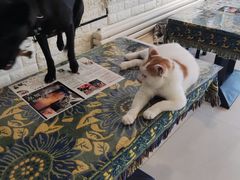 -平行世界·猫咖(首经贸店)