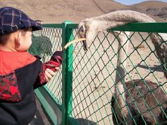 -新疆天山野生动物园
