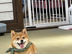 -逗柴咖啡屋·狗咖猫咖宠物桌游