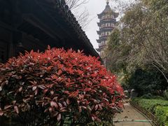 -绳金塔