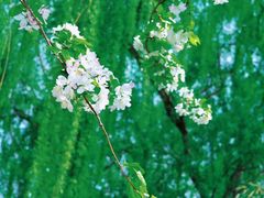 -海棠花溪(元大都城垣遗址公园)