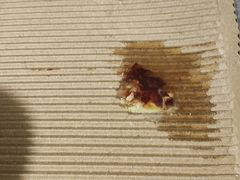 -守诺宠物医院·眼科· 特色牙科·异宠专科(虹口店)