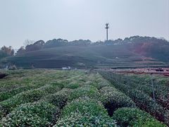 -龙坞茶村