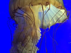 -上海海洋水族馆