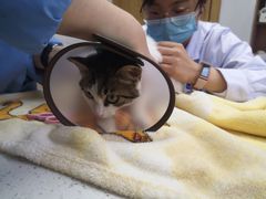 -宠颐生宠物医院·心肾内科·猫专科诊疗中心宠巢店