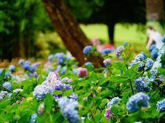 -上海共青森林公园