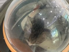-纳吉亚猫专科动物医院·北北分院
