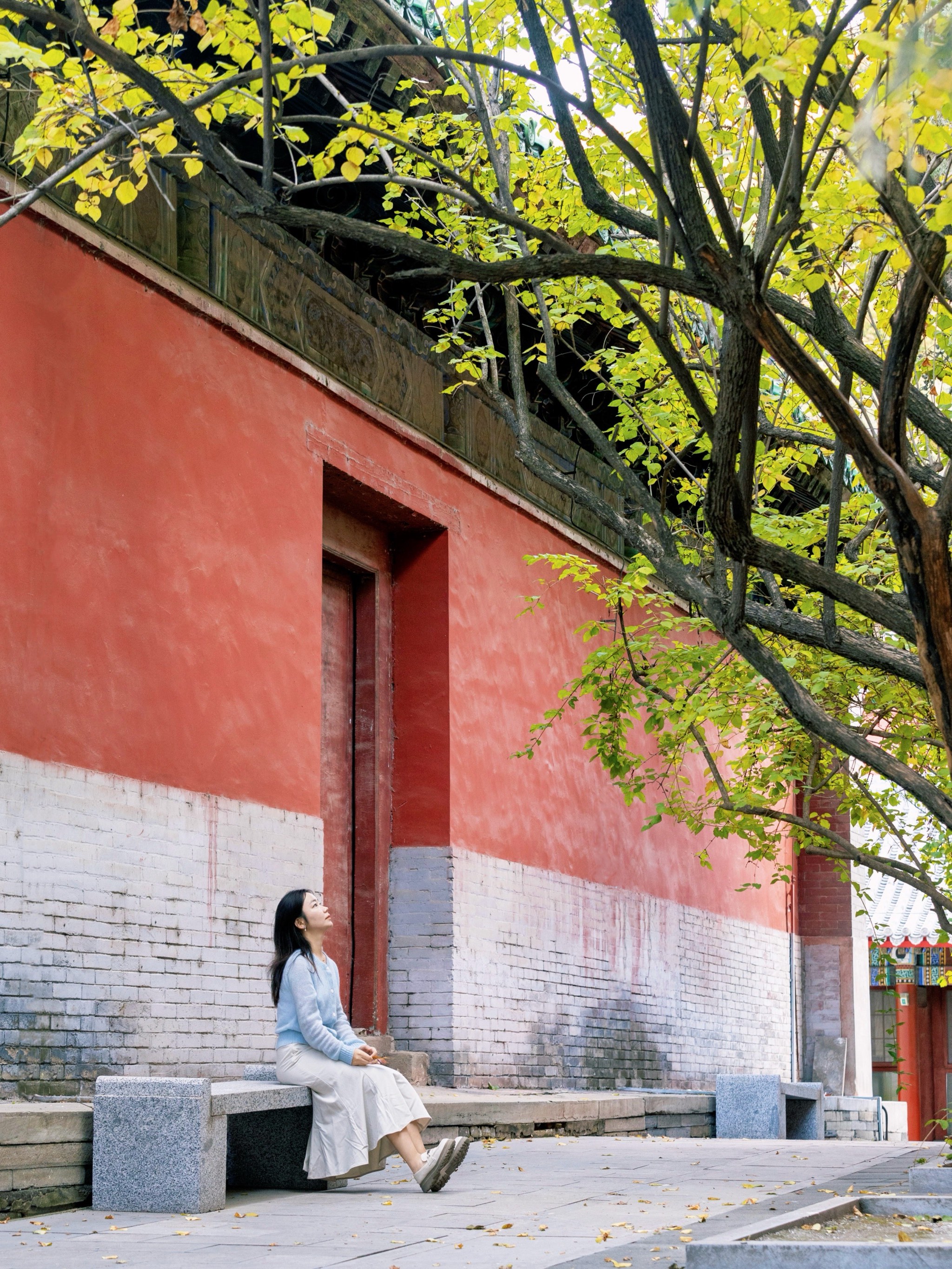 戒台寺银杏树图片