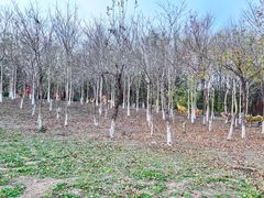 -西青郊野公园