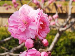 -海棠花溪(元大都城垣遗址公园)
