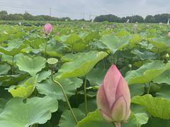 -嘉北郊野公园
