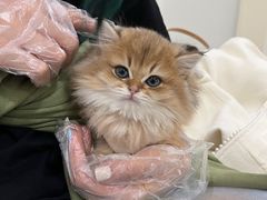 -喵zoo家庭繁育猫舍(尖东智能花园店)