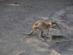 -费瑟代尔野生动物园
