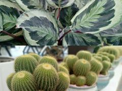 -荷兰花海