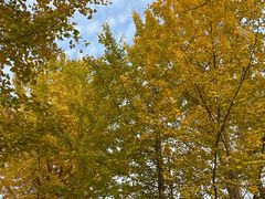 -千年银杏谷文化旅游区