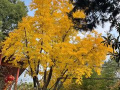 -龙华素斋(龙华路店)