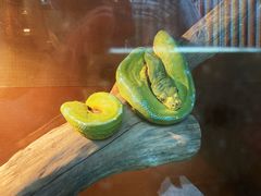 -上海大自然野生昆虫馆(东方明珠·爬宠昆虫探索中心)