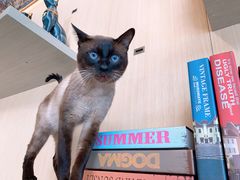 -飞行喵MR PILOT|猫舍·猫咖(静安大融城店)