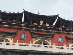 -塔尔寺-菩提树