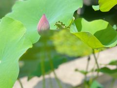 -上海醉白池公园