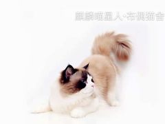 -70cat德文卷毛猫·缅因猫纯种猫舍