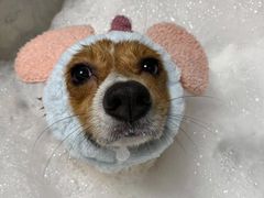 -Oh My Dog宠物沙龙(伊珊娜皮毛护理店)