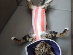 -pd派德宠物中心医院24H急重症·眼科中心·血液透析中心(嵩山北路店)