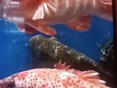 -新海渔港·胶东海鲜家常菜·家宴(奥体中心店)