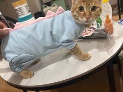 -爱佳宠物中心医院24H·CT·骨外科·猫专科(瑶海万达店)