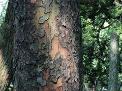 -绮园景区