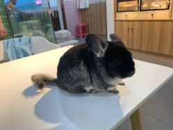 -Moni星球萌宠·小马宝莉·灵蛇·高端高阶全萌宠互动体验俱乐部(红豆国际广场店)