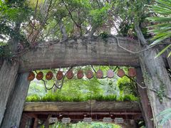 -西双版纳原始森林公园