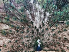 -攀枝花公园