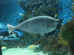 -上海海洋水族馆