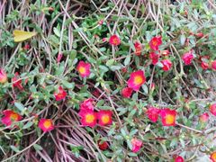 -南通洲际绿博园