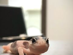 -酷以爬仙阁实体爬宠店·守宫·蜥蜴·专业繁育