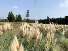 -北龙湖湿地公园