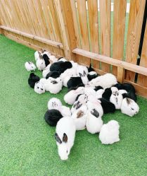 -萌宠亲子动物乐园(槐房万达店)