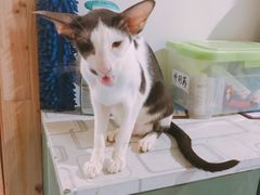 -猫色咖啡·猫咖