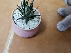 -秦美花卉(天朗·莱茵小城2期店)