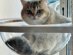 -猫大福·Fortune Cat猫舍(百子湾店)