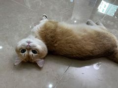 -猫十亿·布偶金渐层·曼基康矮脚猫舍(青年路店)