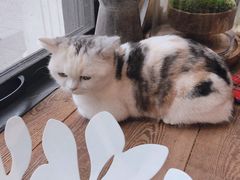 -吉丁鸟咖·异宠·寄养
