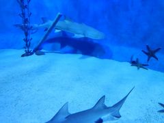 -太平洋海底世界