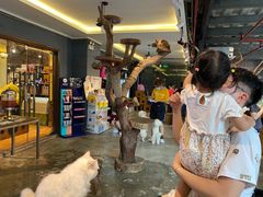 -more than meow吴止猫主题餐厅(承德 中船汇店)